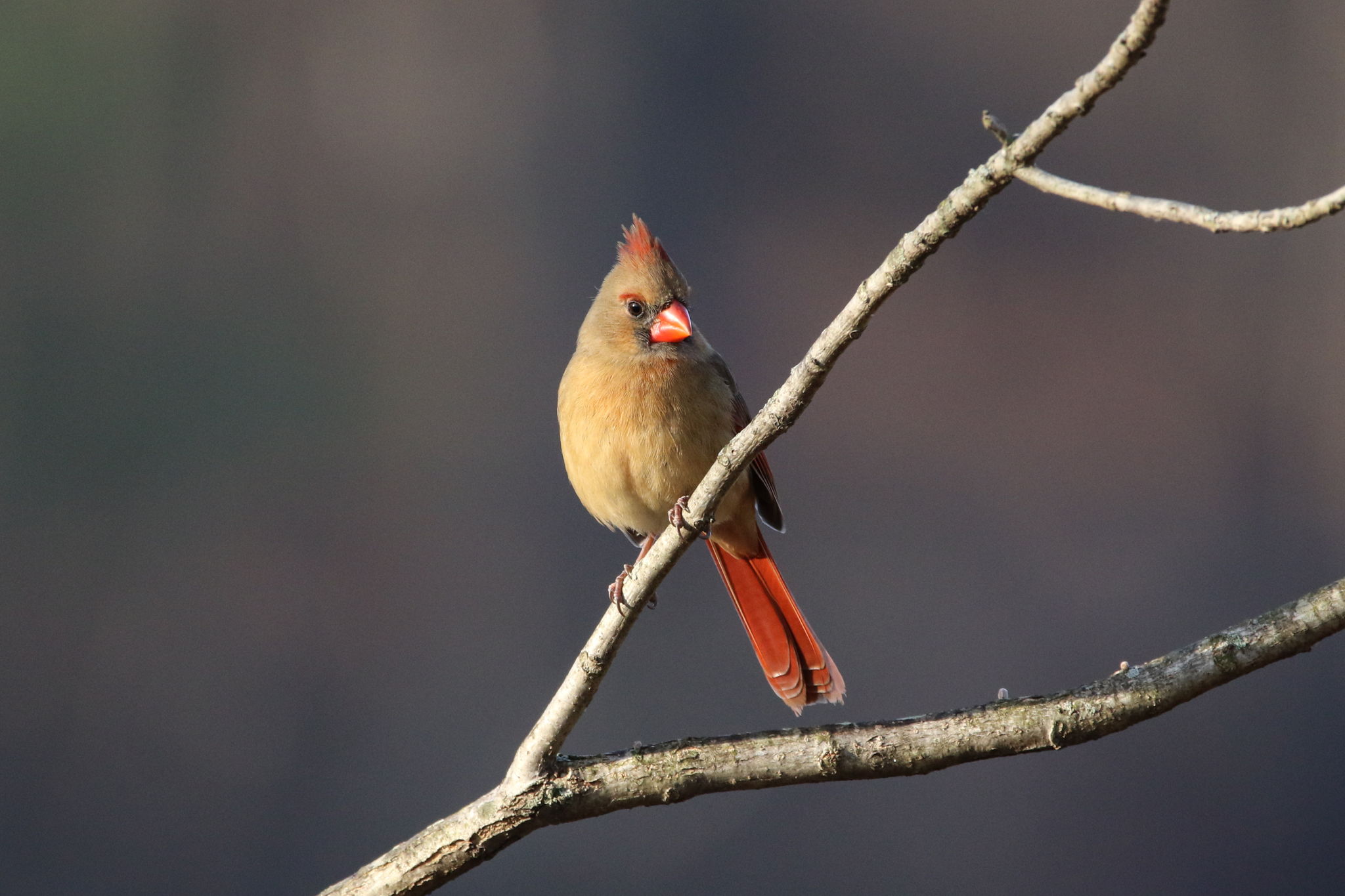 Female Cardinal