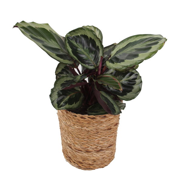Calathea Medallion | FLORAMALL