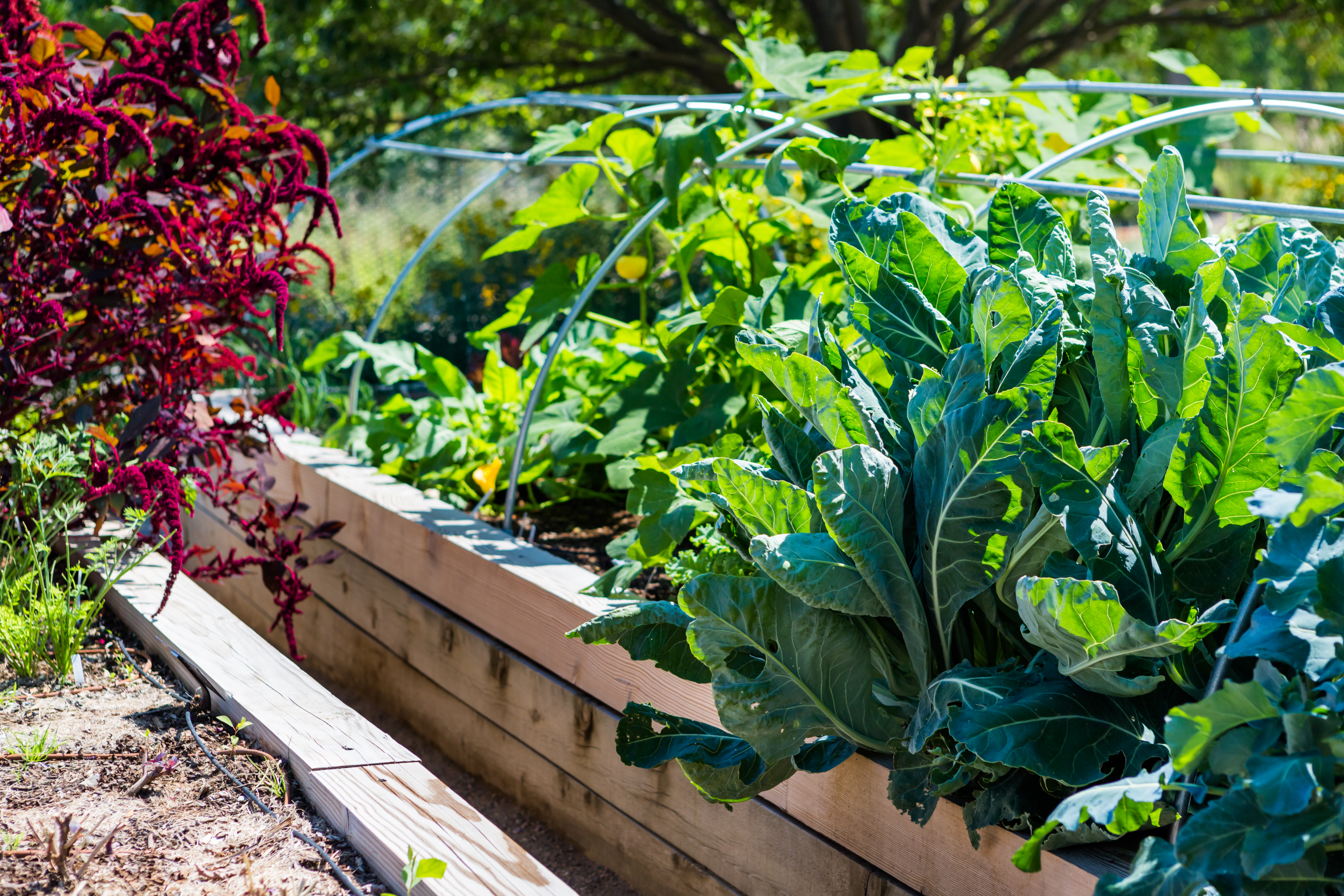 A raised wooden garden bed filled with veggies with hoops over the top