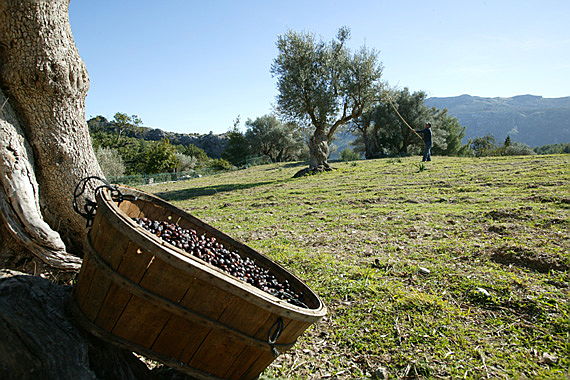  Balearen
- Olivenernte im Herbst, Mallorca Nord