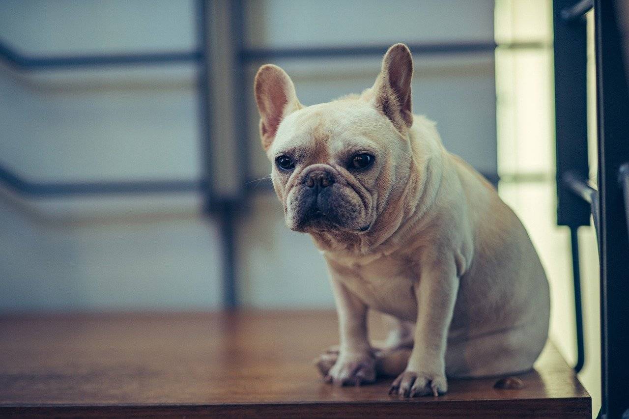 how long do french bulldogs live for