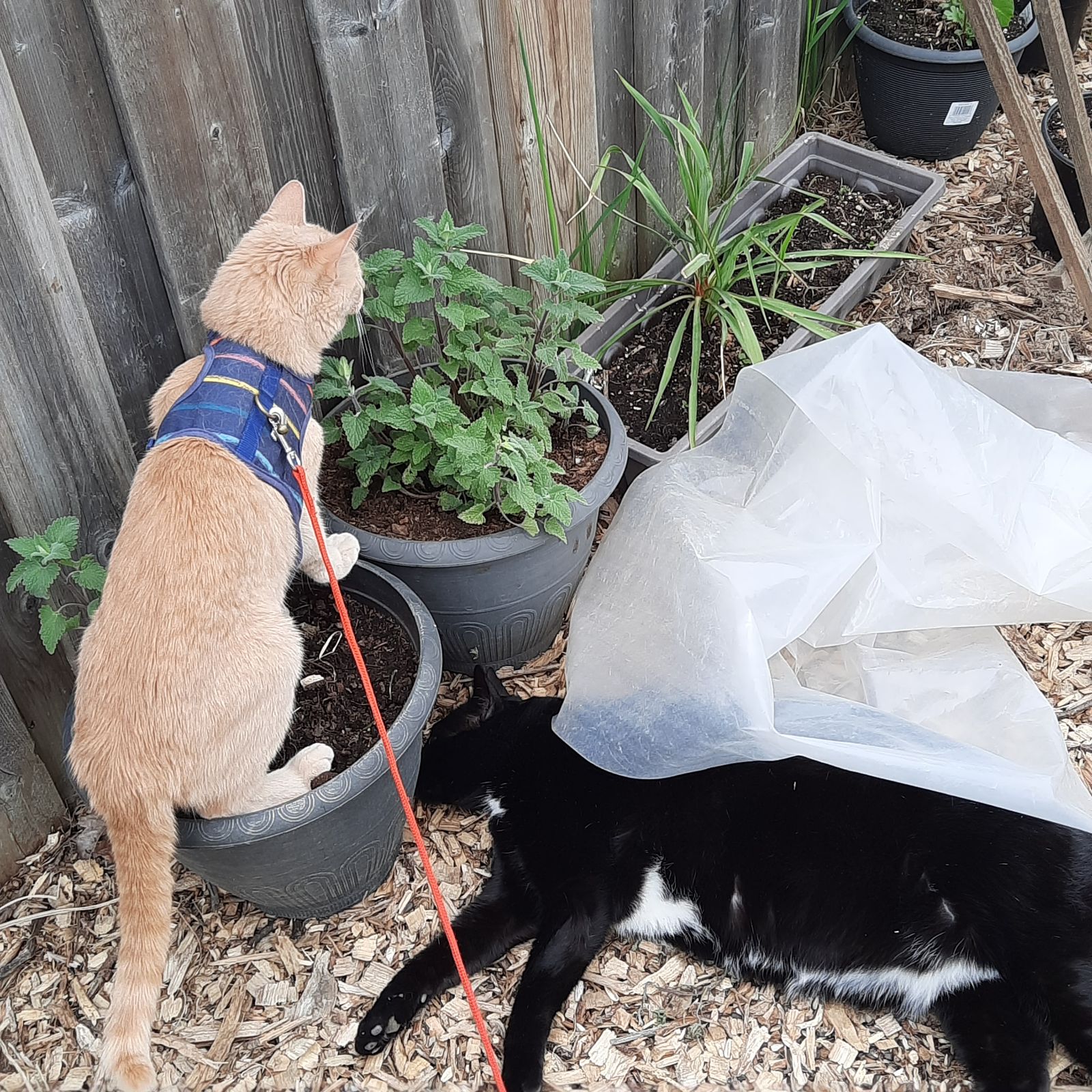 Two cats checking out some catnip