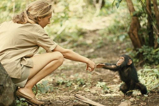 Learn how Jane Goodall is taking practical steps to protect and learn from chimpanzees to redefine the relationship between humans and animals.  