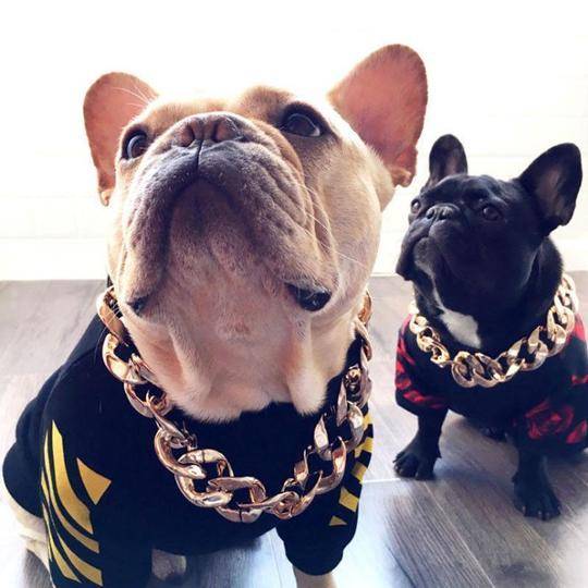Cuban Link Dog Chain, Cuban Gold Dog Collar, Best Link Gold Dog Collar