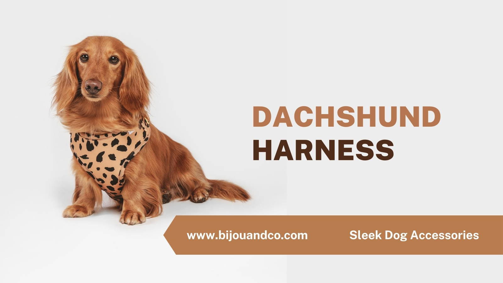 dachshund harness