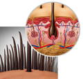 zoom in on a hair follicle - healthy skin aids in the growth of hair