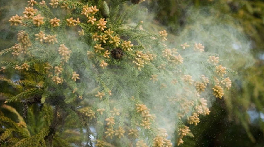 花粉