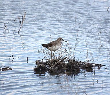  Pollensa
- Albufera