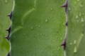 a close up of an aloe vera plant
