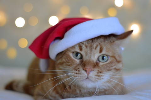 What to get your cat for Christmas