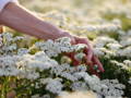 Hand holding flowers