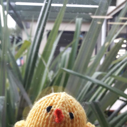 Little chick soft toy