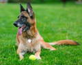 German Shepherd senior dog with arthritis playing with tennis ball in grassy summertime