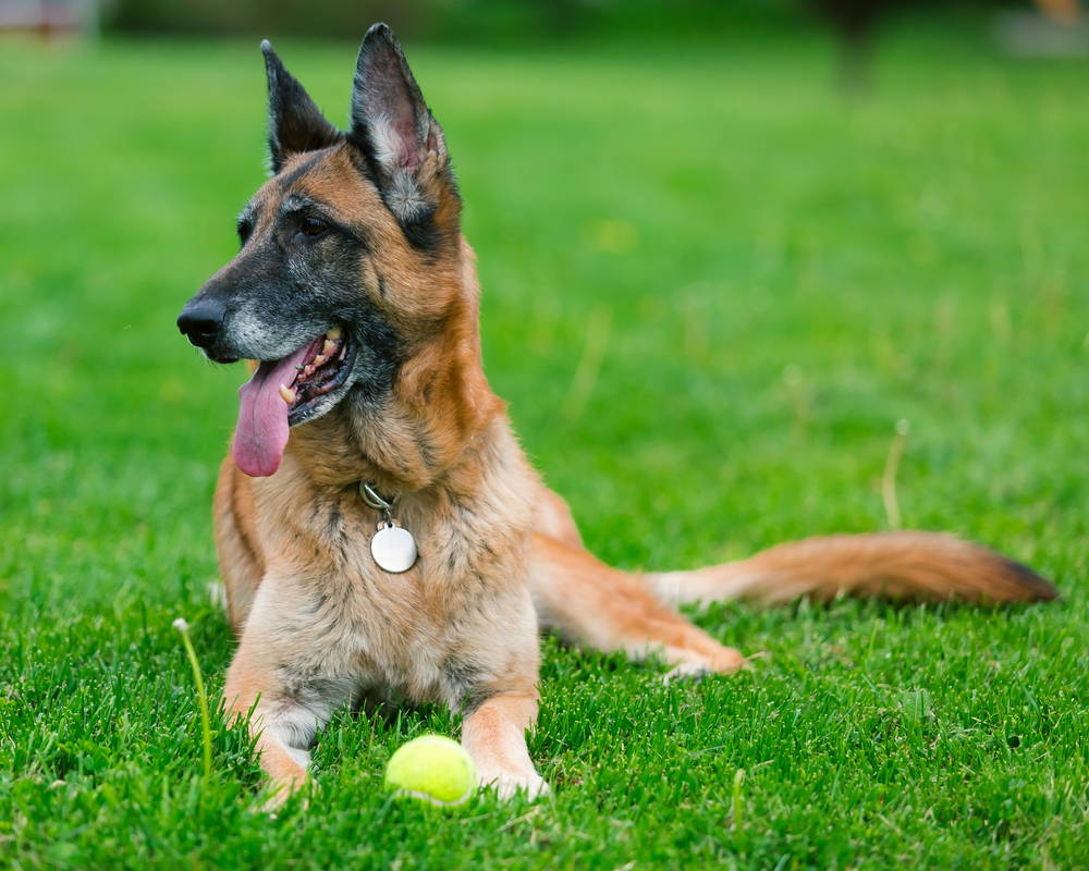 Senior German Shepherd dog playing with a tennis ball in a grassy yard