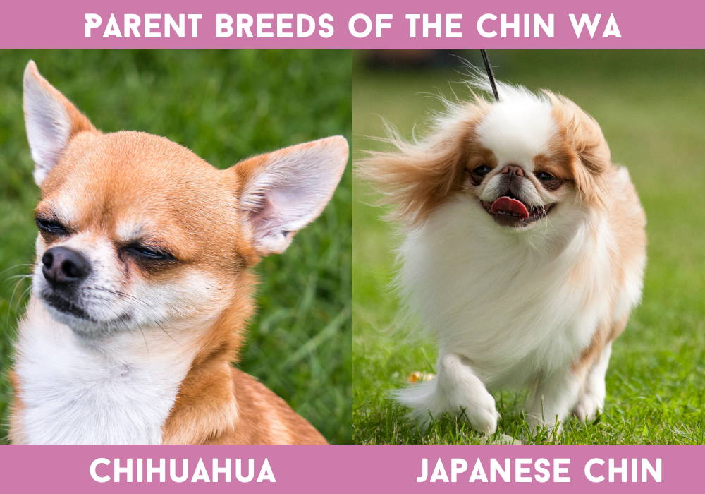 japanese chin chihuahua mix for sale