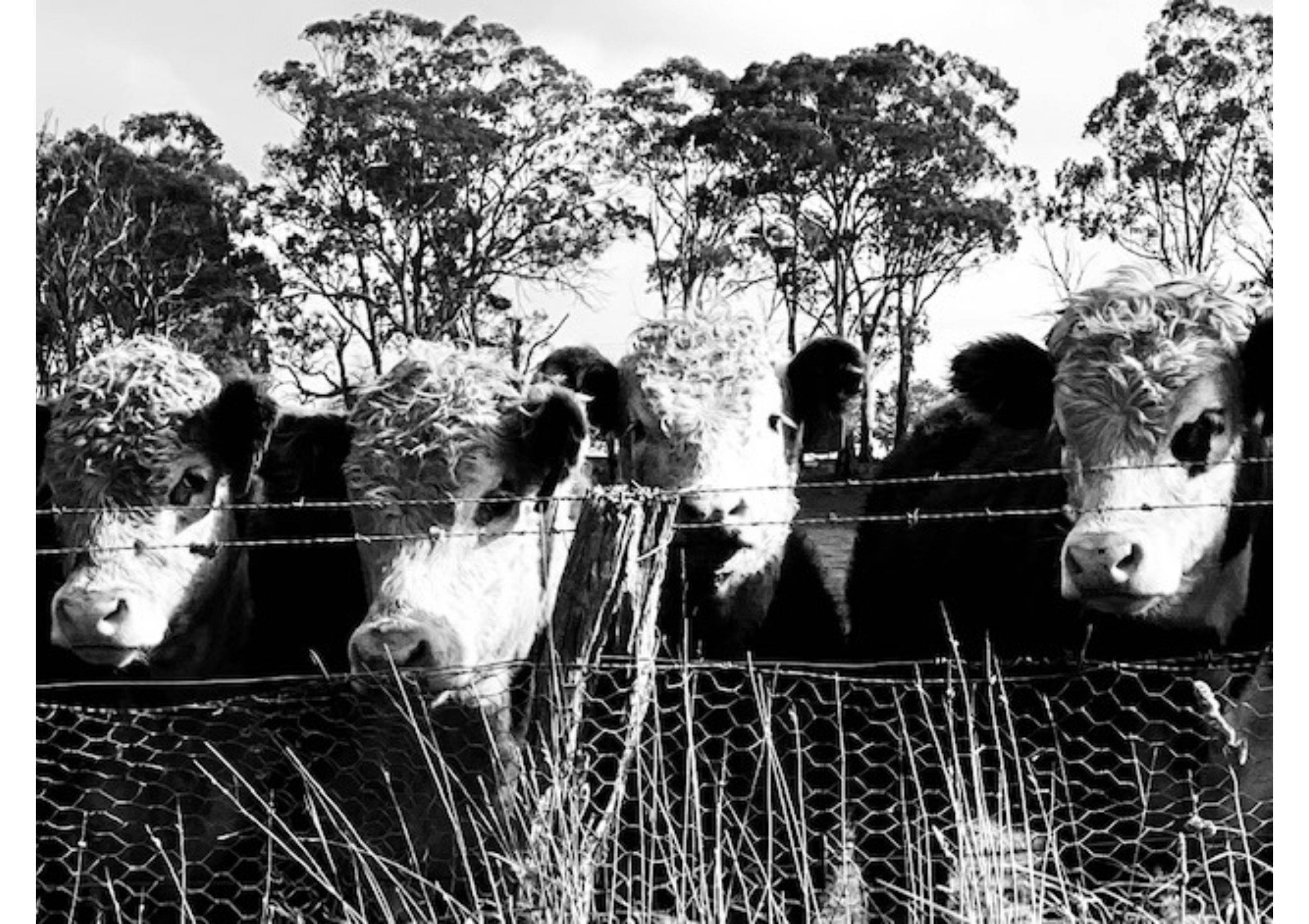 Hereford Cows
