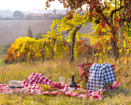 Tour enogastronomici Belvedere: Messina: picnic in vigna con degustazione di tre vini 