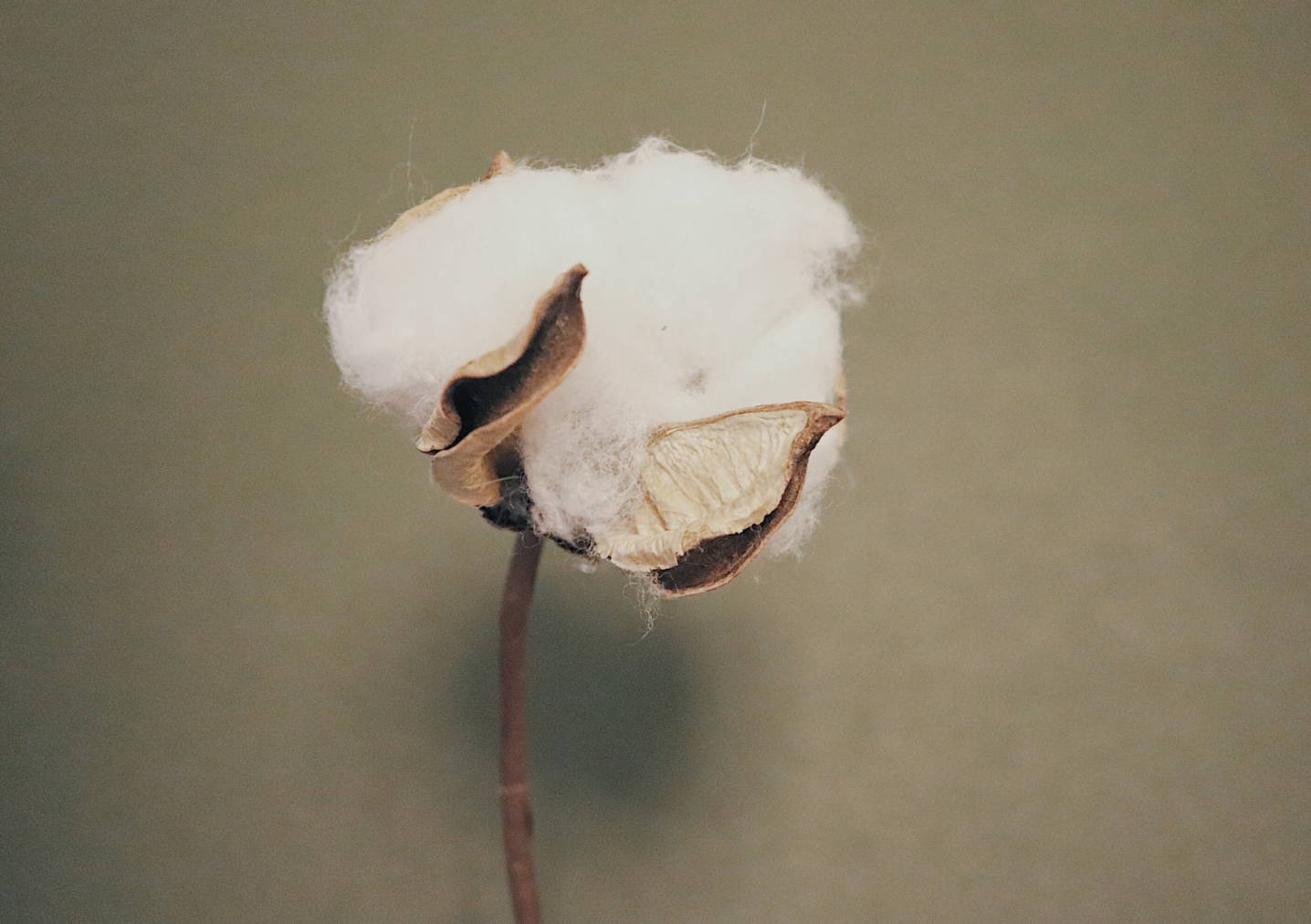 natural cotton textile