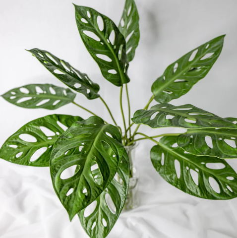 Large Obliqua Leaf (12 Pack) - Realistic Artificial Flowers and Greenery