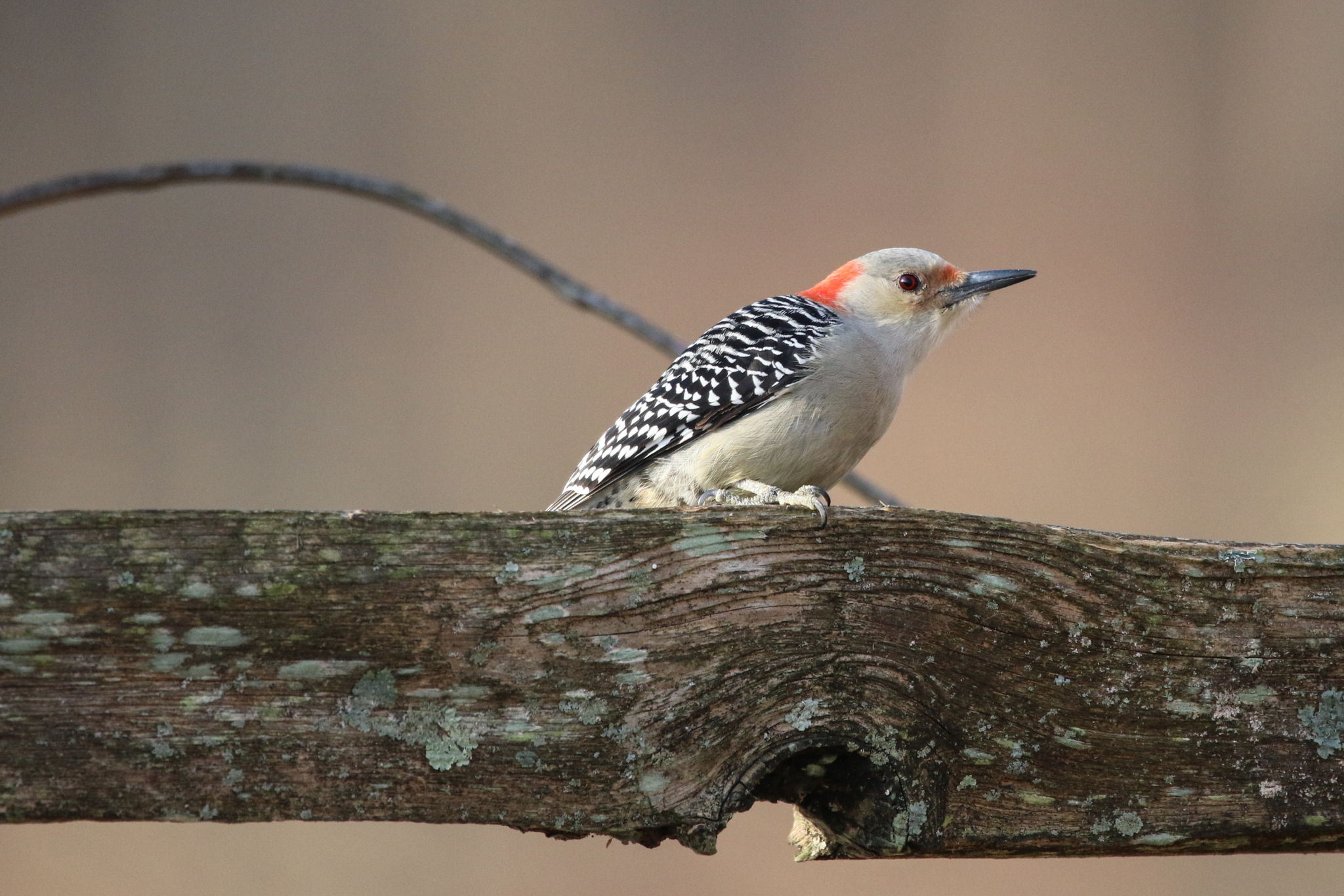 Woodpecker
