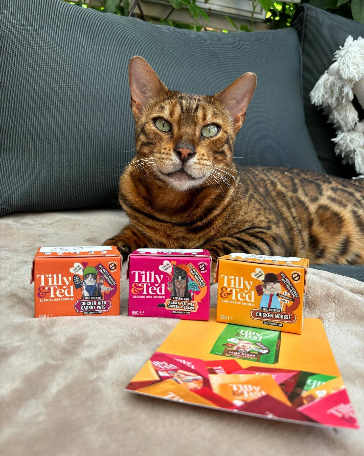 Popular Bengal cat posing with Tilly & Ted popular meals on sofa