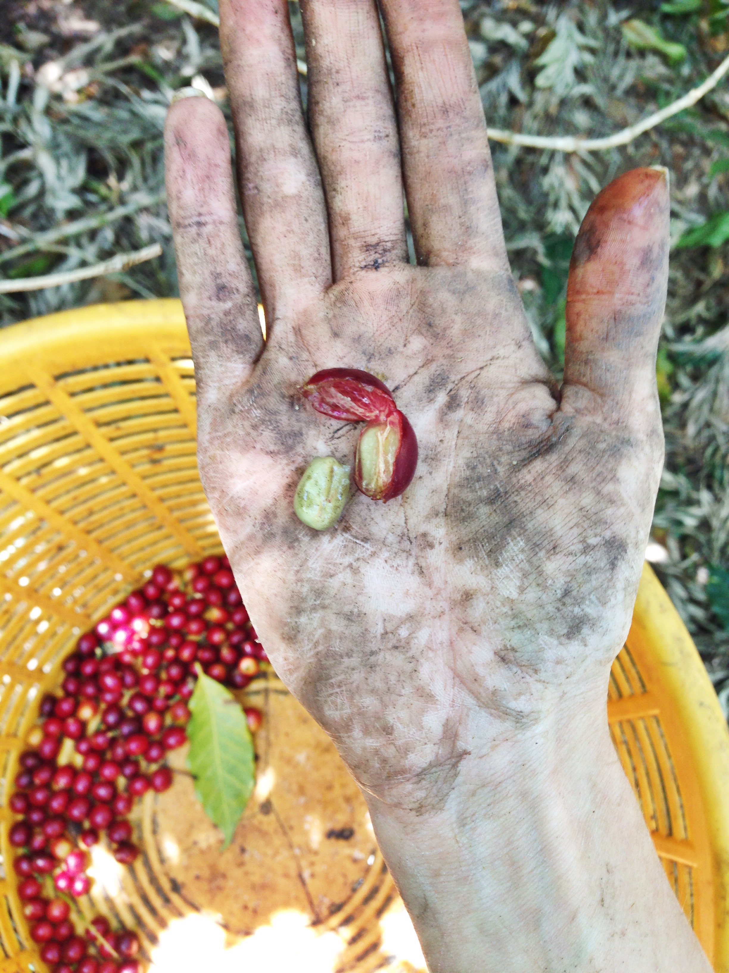 Guatemala Coffee Farm