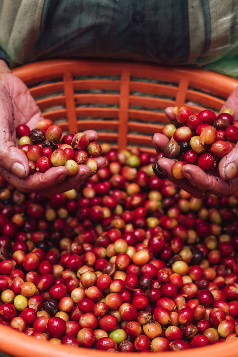 Coffee Cherries in Basket. 