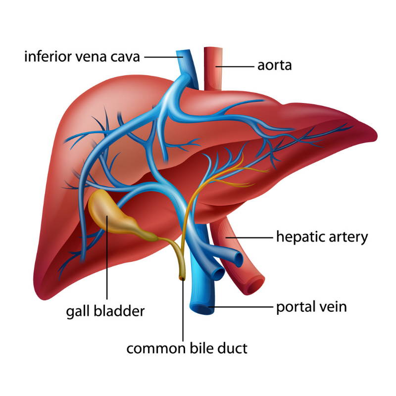 Anatomía del hígado humano