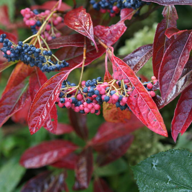 Clusters of bright red and blue berries from viburnum plants