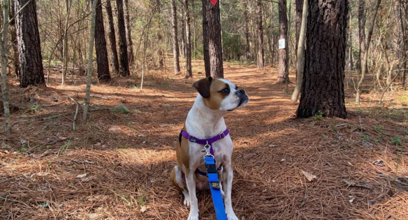 Highland Rustic Trails Dog Day