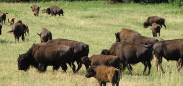 5 Amazing Self-Guided Riding Tours in the Black Hills near Sturgis, SD