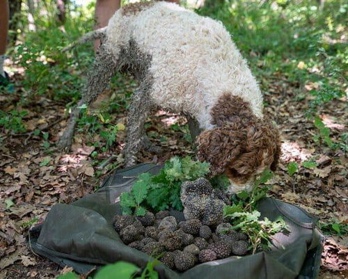 Food & Wine Tours Assisi: Truffle Hunt in Assisi Woods & Tasting Experience