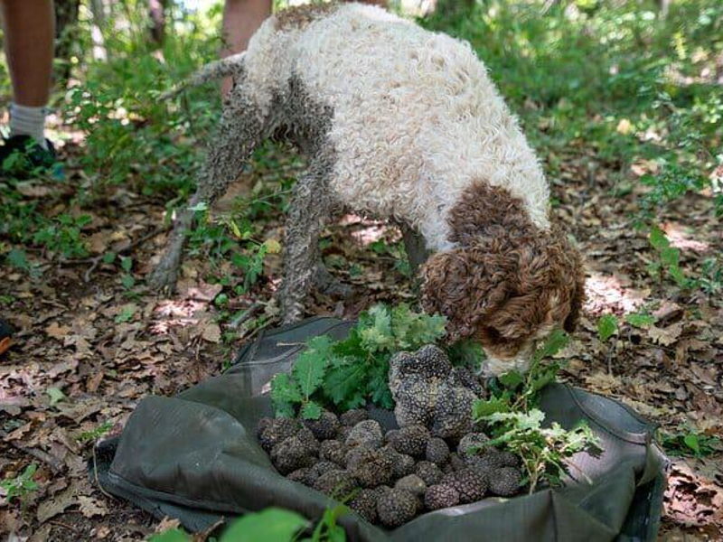 Food & Wine Tours Assisi: Truffle Hunt in Assisi Woods & Tasting Experience
