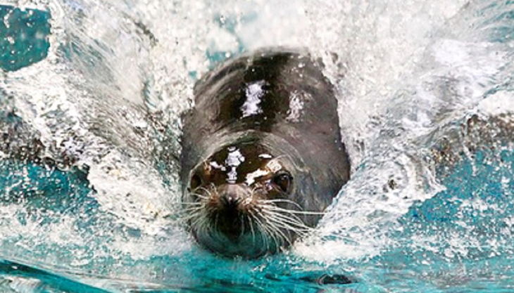 robbenhaven robbe schwimmt