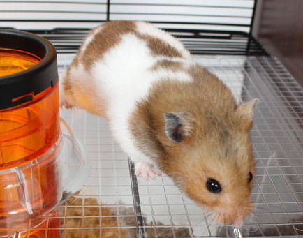 Qute hamster and gerbil cage