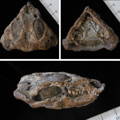 Ammonite Fossil Preparation Craig Chivers Natural Selection Fossils