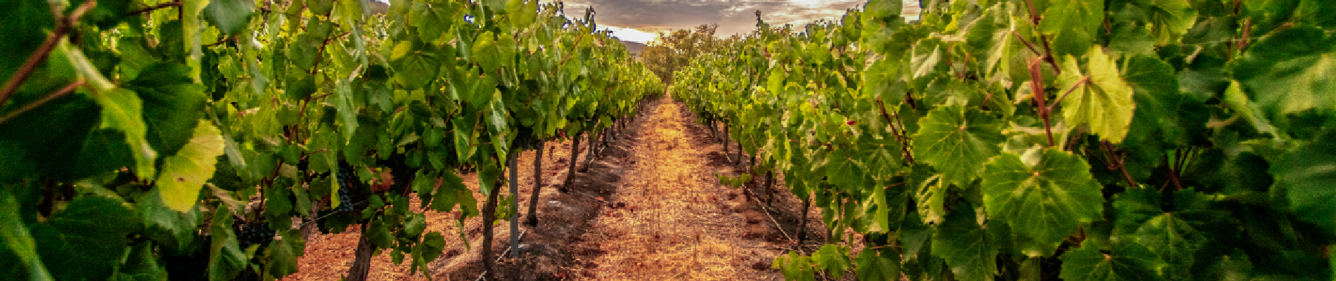 5th Best Vineyards- Montes Wines