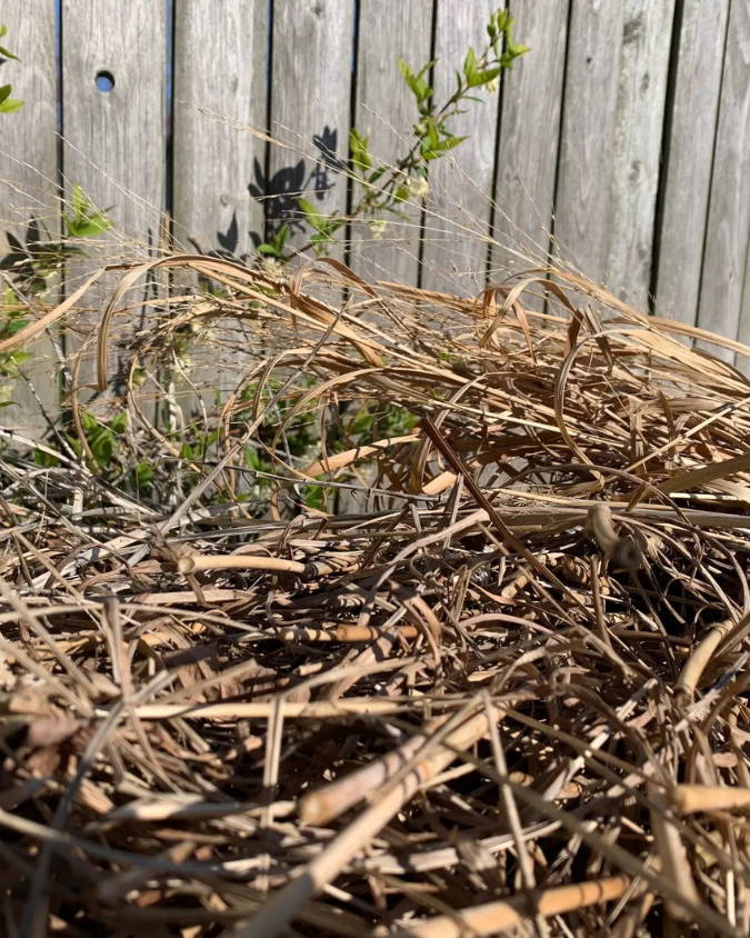 Picture of sticks and other debris in a fall garden