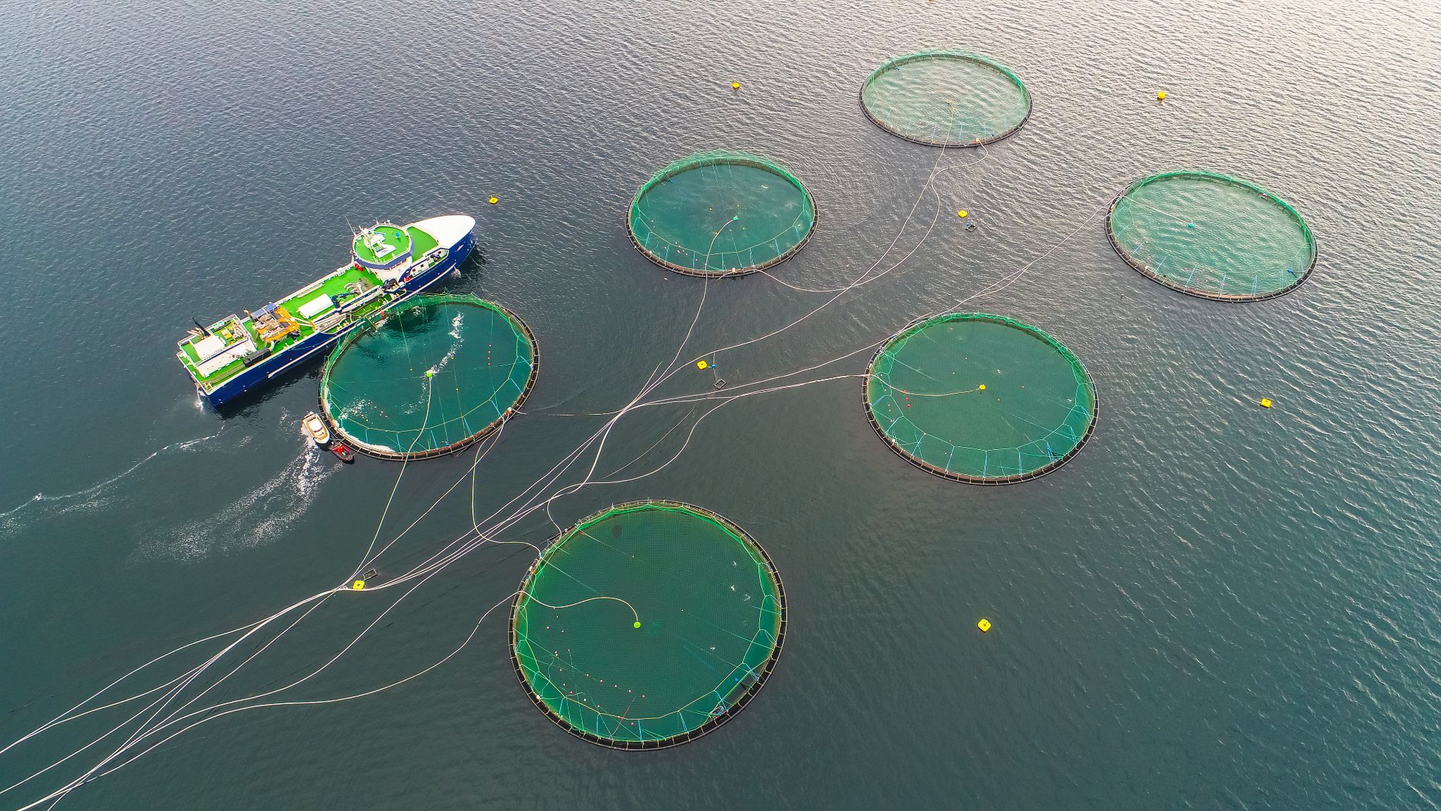 embedded analytic for ocean science