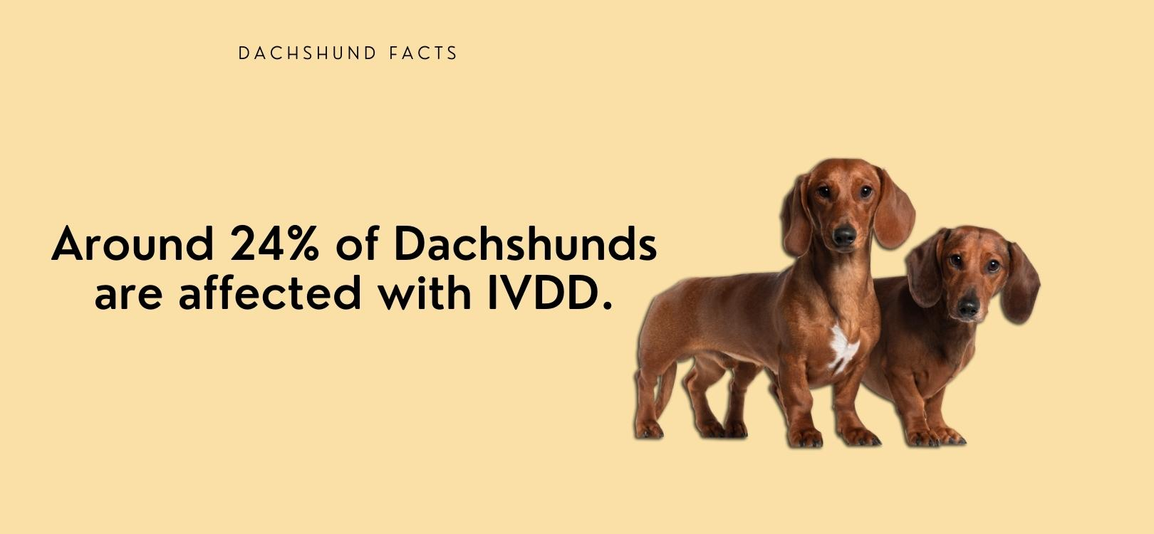 what is the best harness for a dachshund