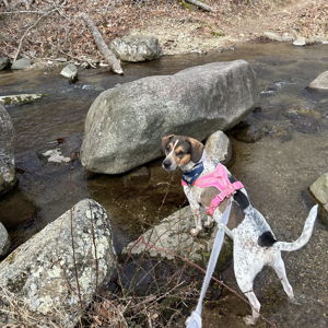 Puppy Camp (Daycare) Fund