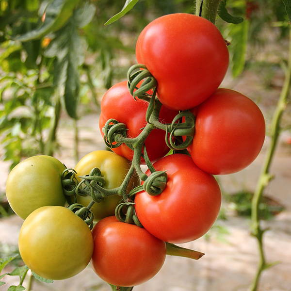 Tomaten