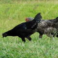ayam_cemani_chickens_for_sale