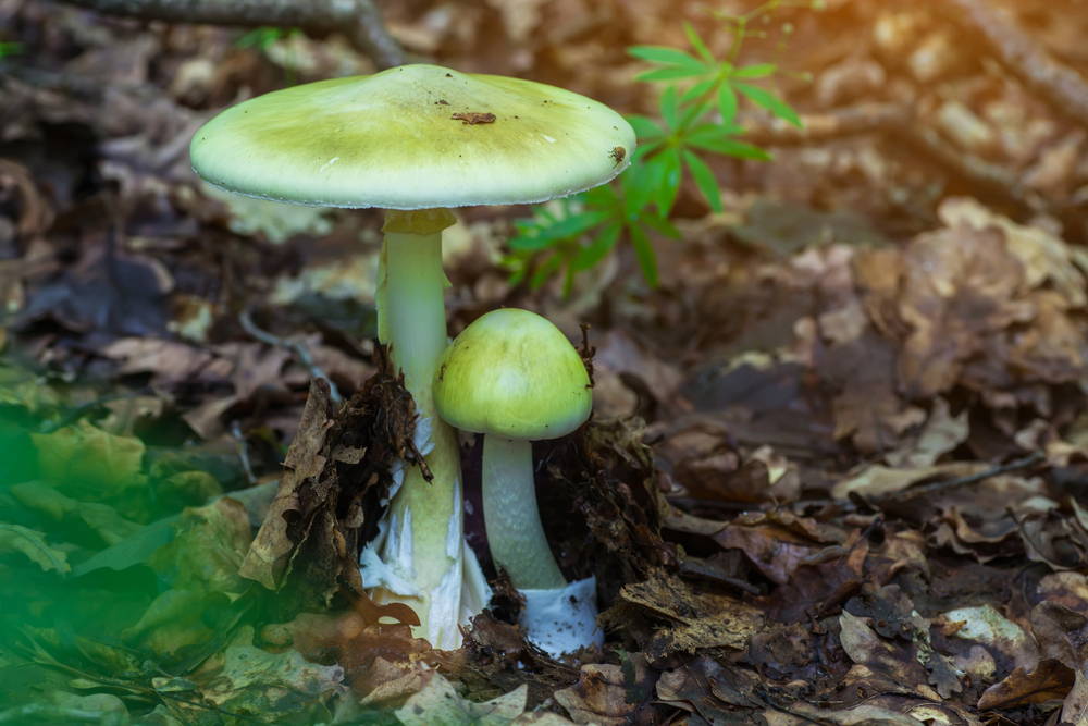 Poisonous death cap mushroom growing in the wild