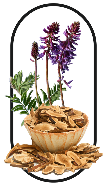 an Astragalus plant, its roots as a key ingredient in the best tongkat ali singapore