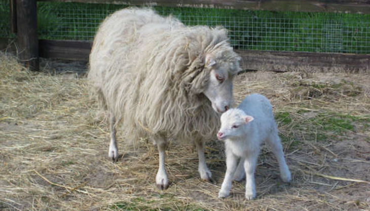 alte fasanerie berlin schafe