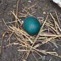 natural-incubation-emu-egg-nest