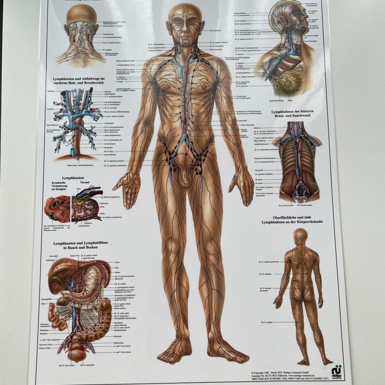 Poster Anatomie 