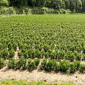 A field of baby tea plants with tall trees in the background.