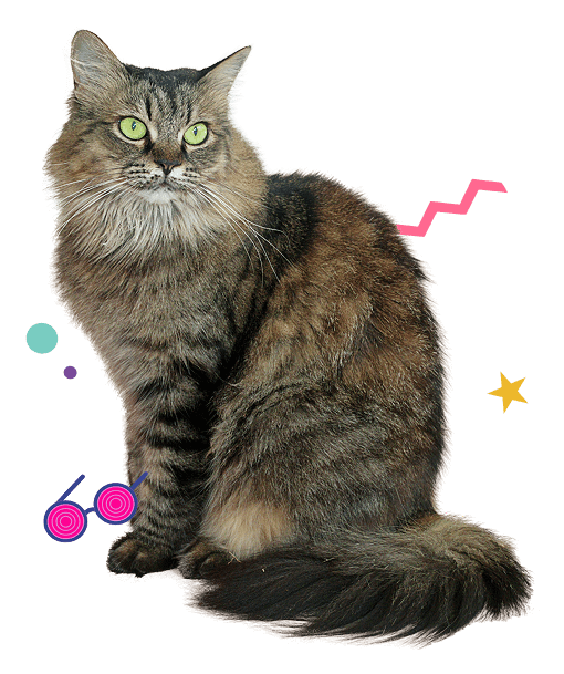 imagen gato 4